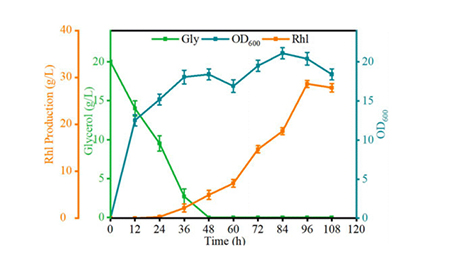 浙工大团队改造假单胞菌，实现绿色表面活性剂高效生产
