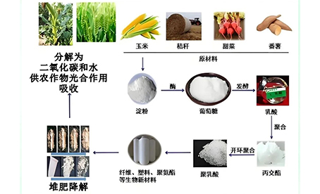 微生物降解过程：从秸秆单糖到乳酸